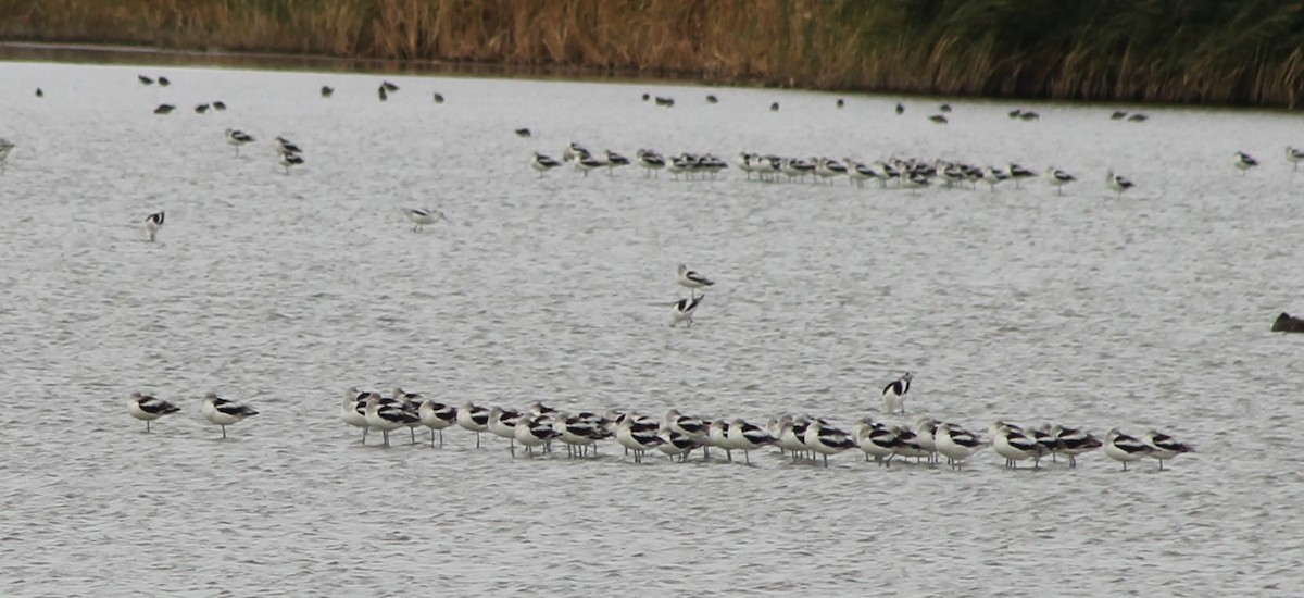 Avocette d'Amérique - ML643675918