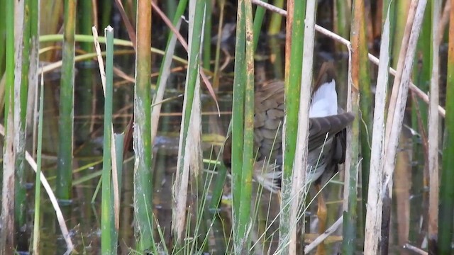 Purple Gallinule - ML643675925