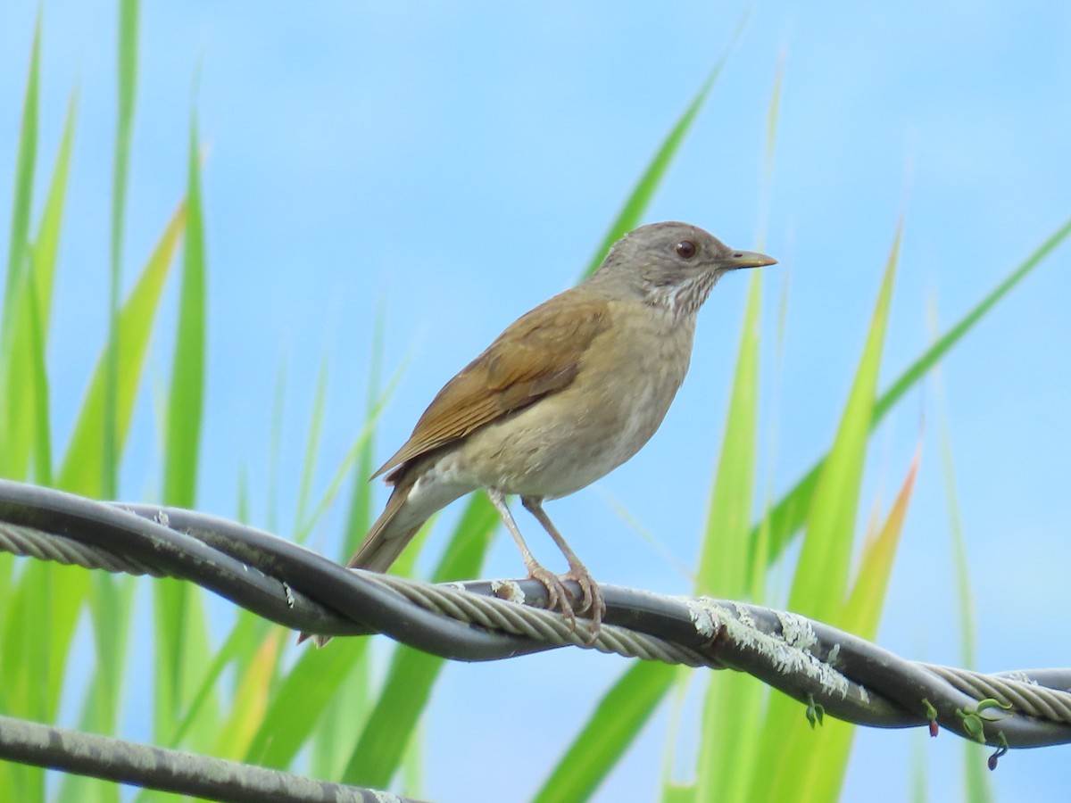 Pale-breasted Thrush - ML643675929