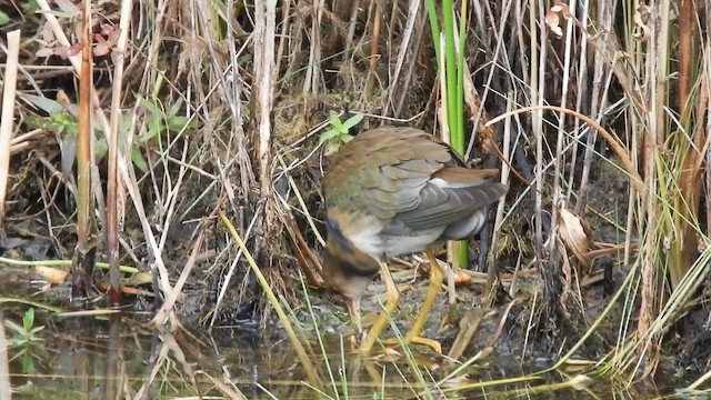 Purple Gallinule - ML643675930