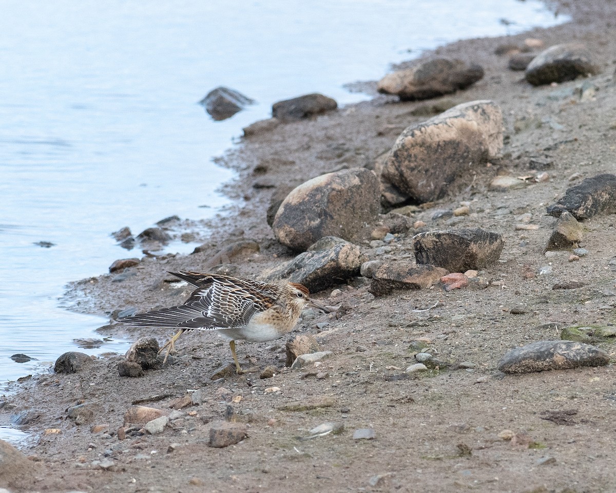 Sharp-tailed Sandpiper - ML643675933