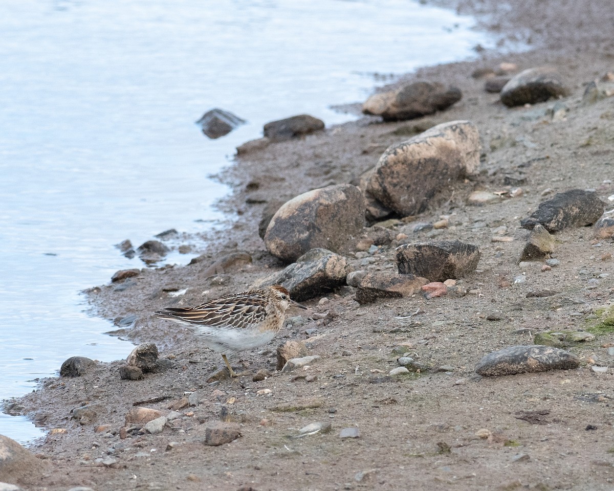 Sharp-tailed Sandpiper - ML643675935