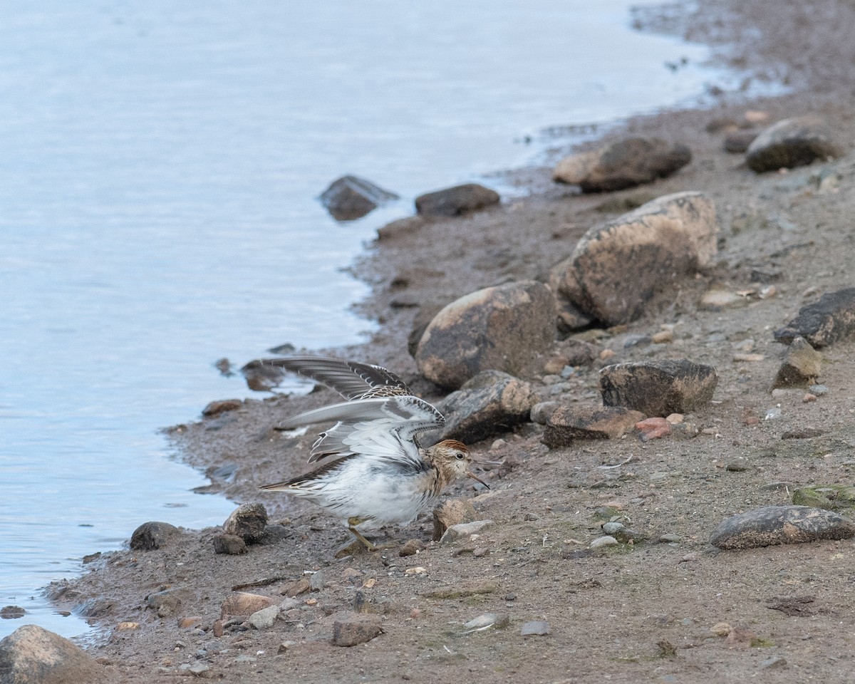 Sharp-tailed Sandpiper - ML643675937