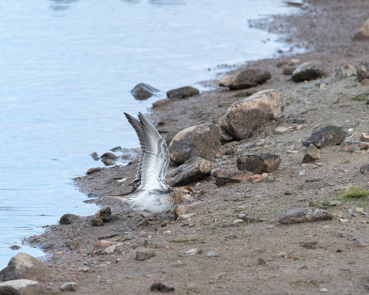 Sharp-tailed Sandpiper - ML643675938