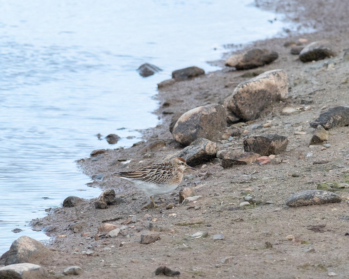 Sharp-tailed Sandpiper - ML643675939