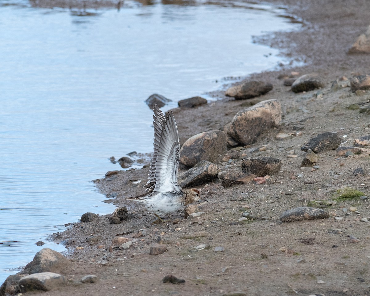 Sharp-tailed Sandpiper - ML643675941