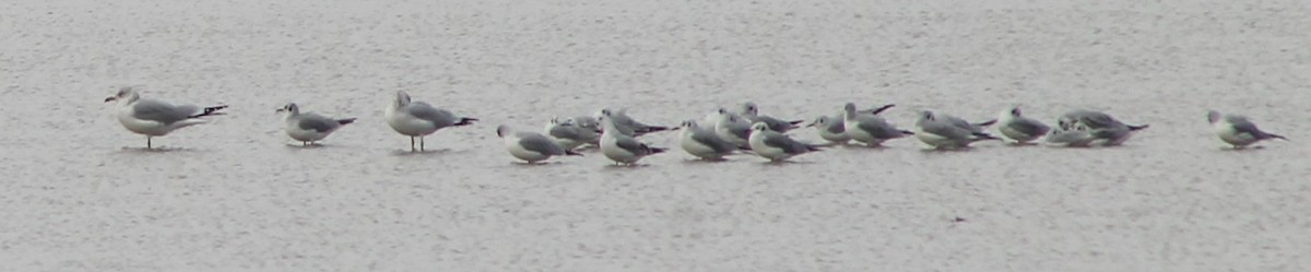 Mouette de Bonaparte - ML643675955