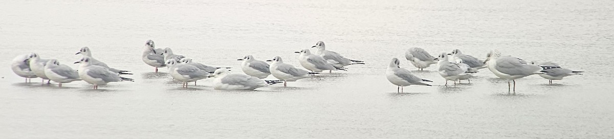 Mouette de Bonaparte - ML643675956