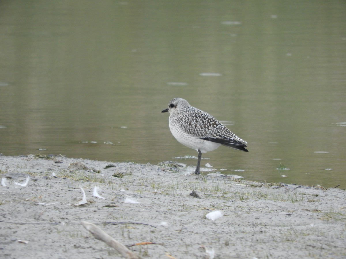 Black-bellied Plover - ML643675958