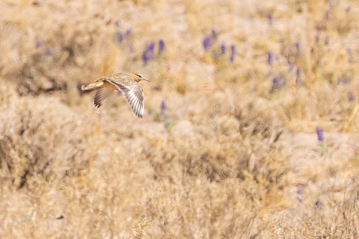 Tawny-throated Dotterel - ML643675962