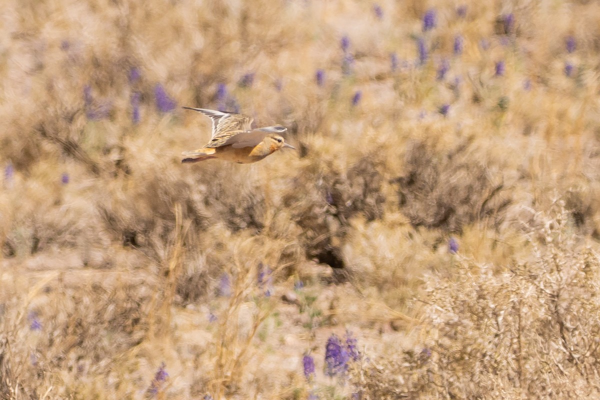 Tawny-throated Dotterel - ML643675963
