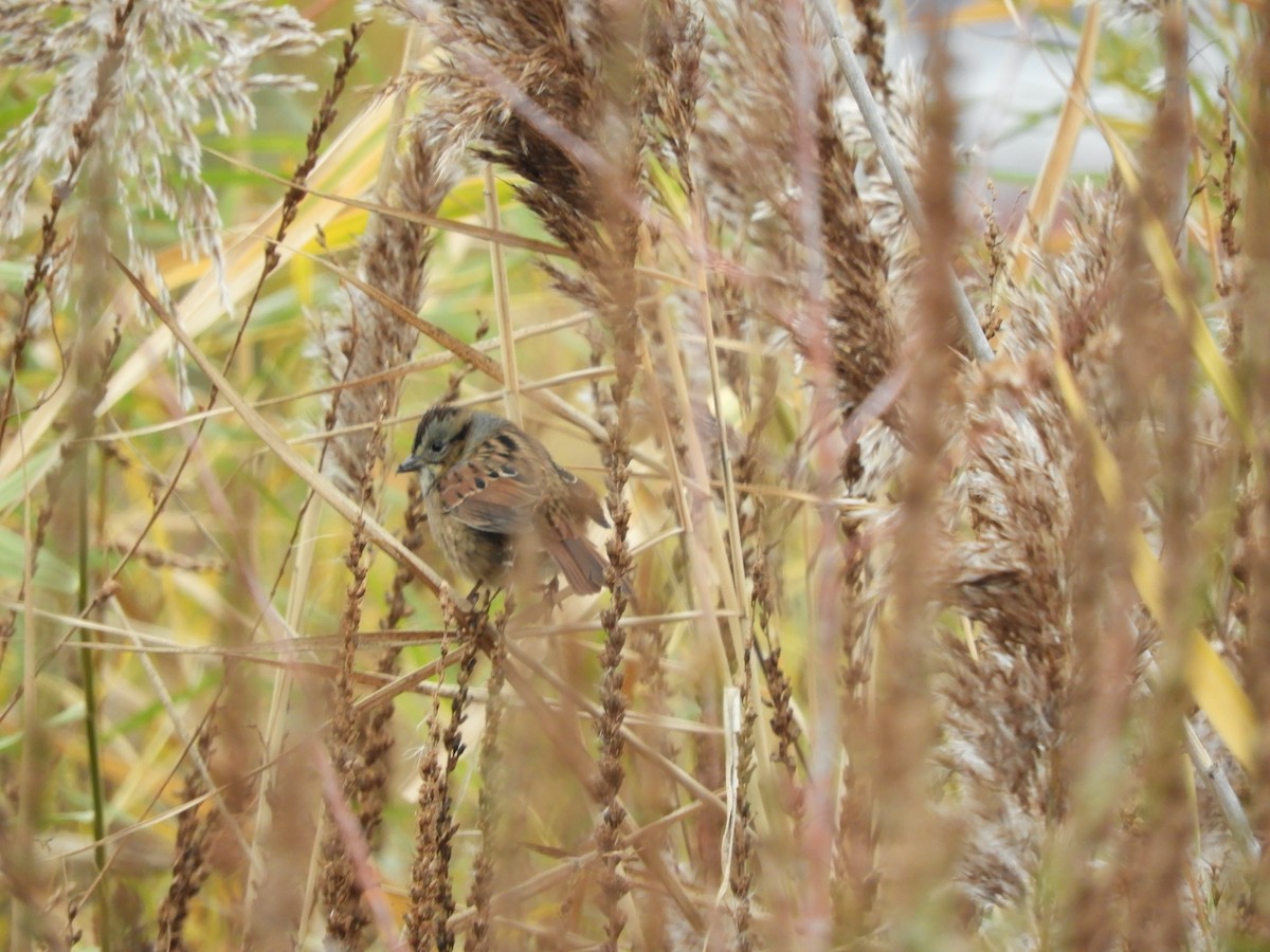 Swamp Sparrow - ML643675971