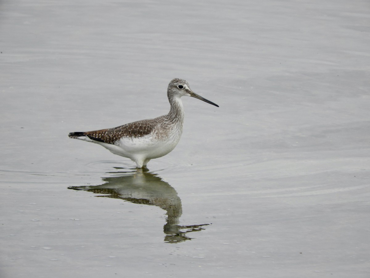 Greater Yellowlegs - ML643675978