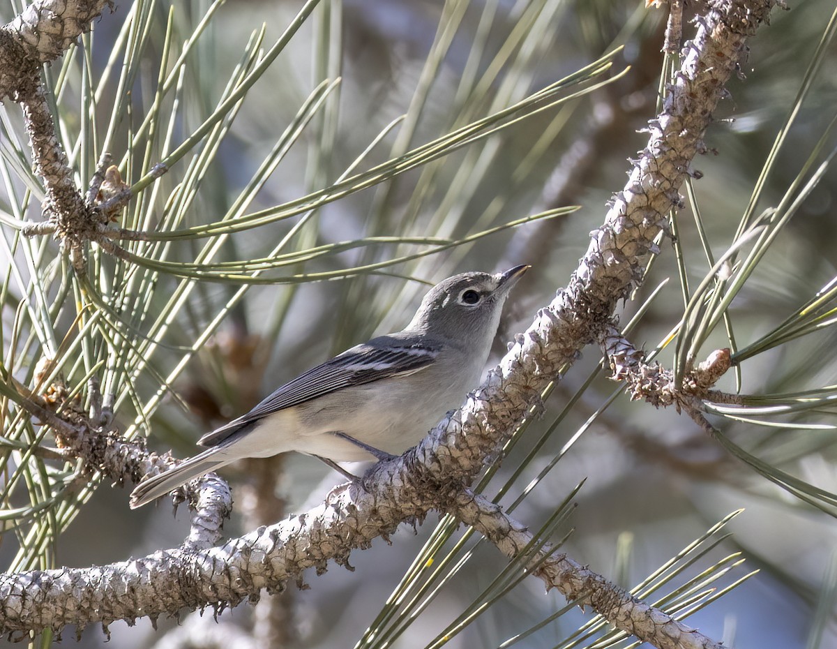 Weißstirnvireo - ML643675979