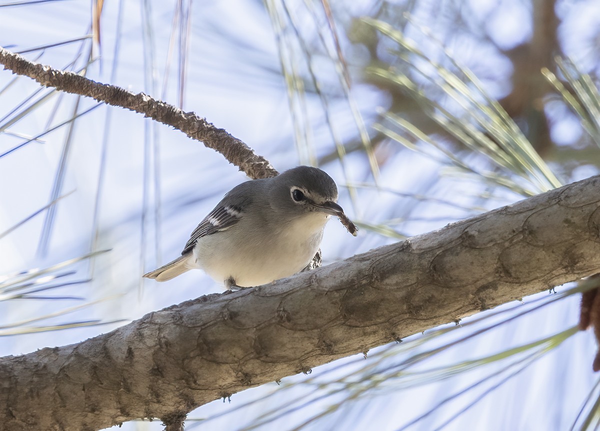 Weißstirnvireo - ML643675980