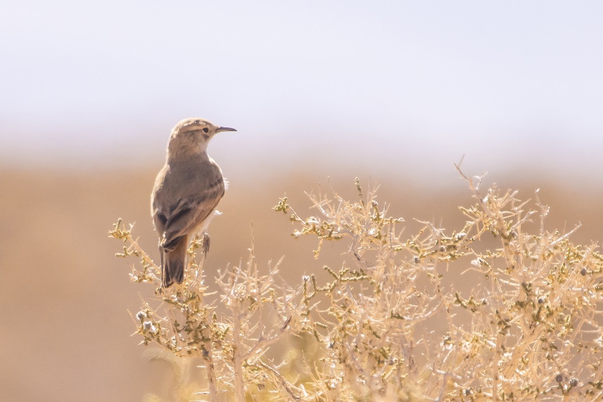 Puna Miner - ML643675991