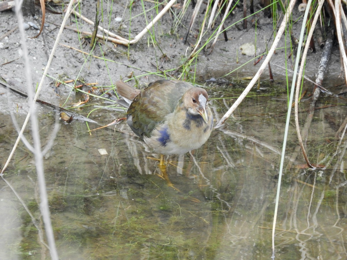 Purple Gallinule - ML643675996