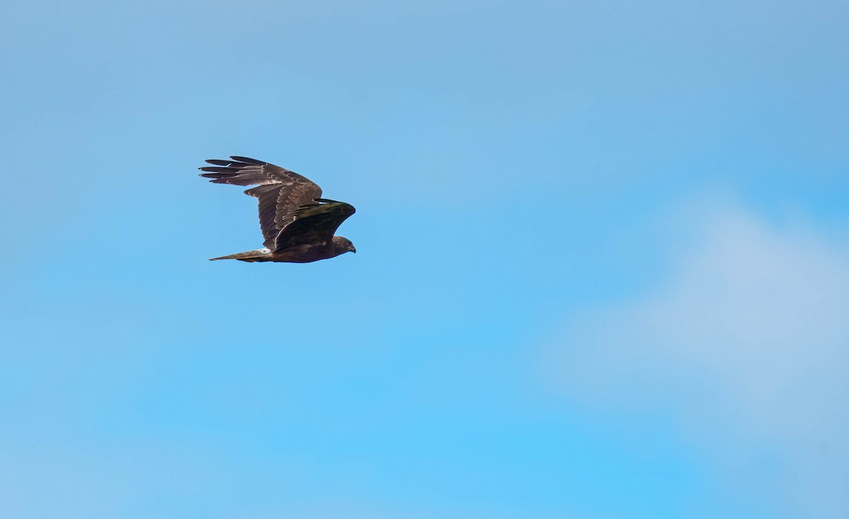 Swamp Harrier - ML643676002