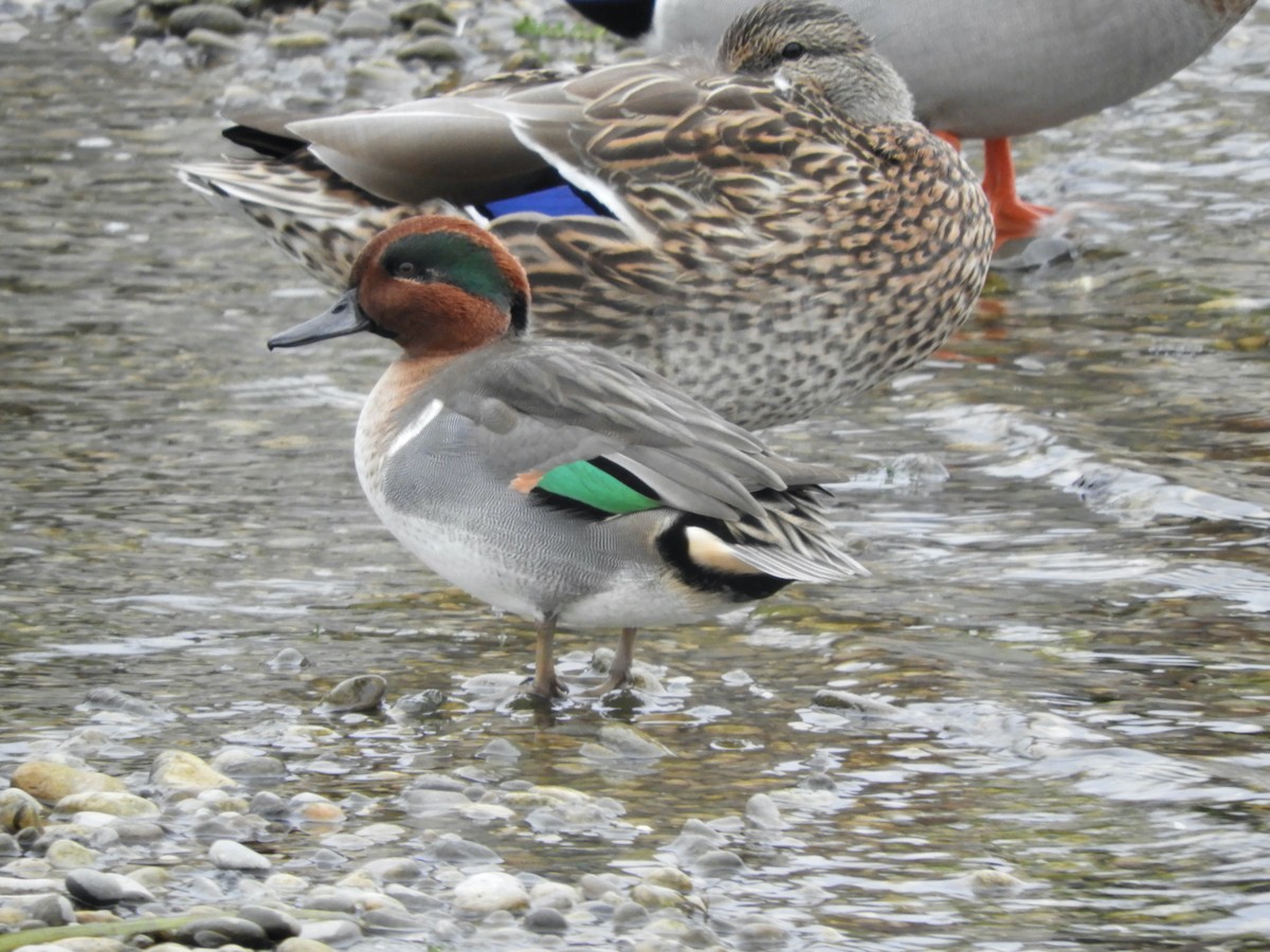 Green-winged Teal - ML643676004