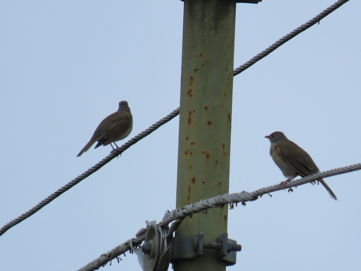 Pale-breasted Thrush - ML643676007
