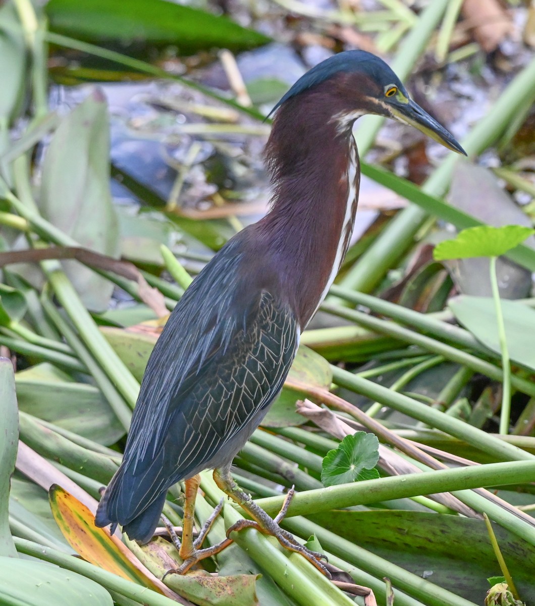 Green Heron - ML643676015