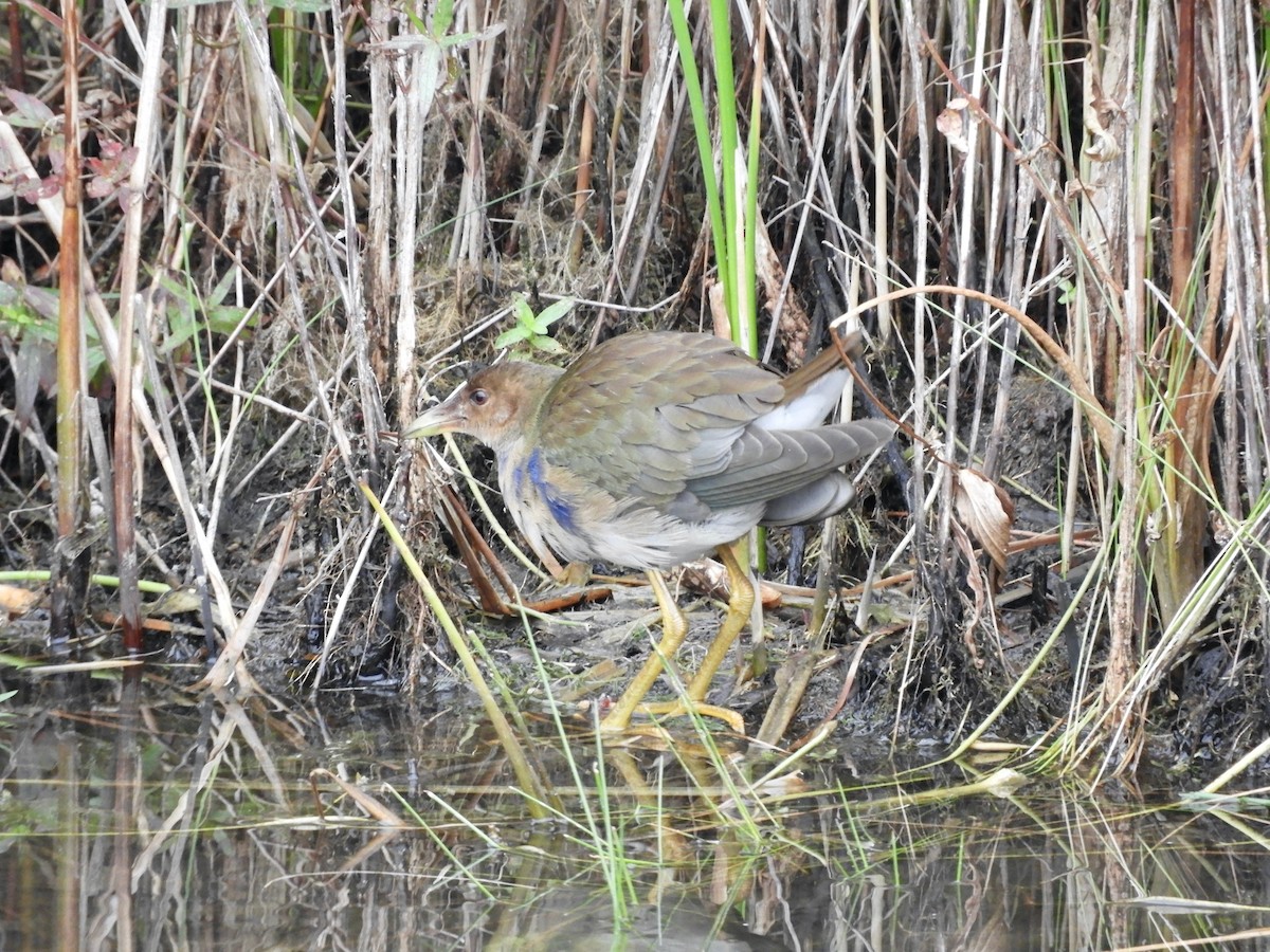 Purple Gallinule - ML643676017