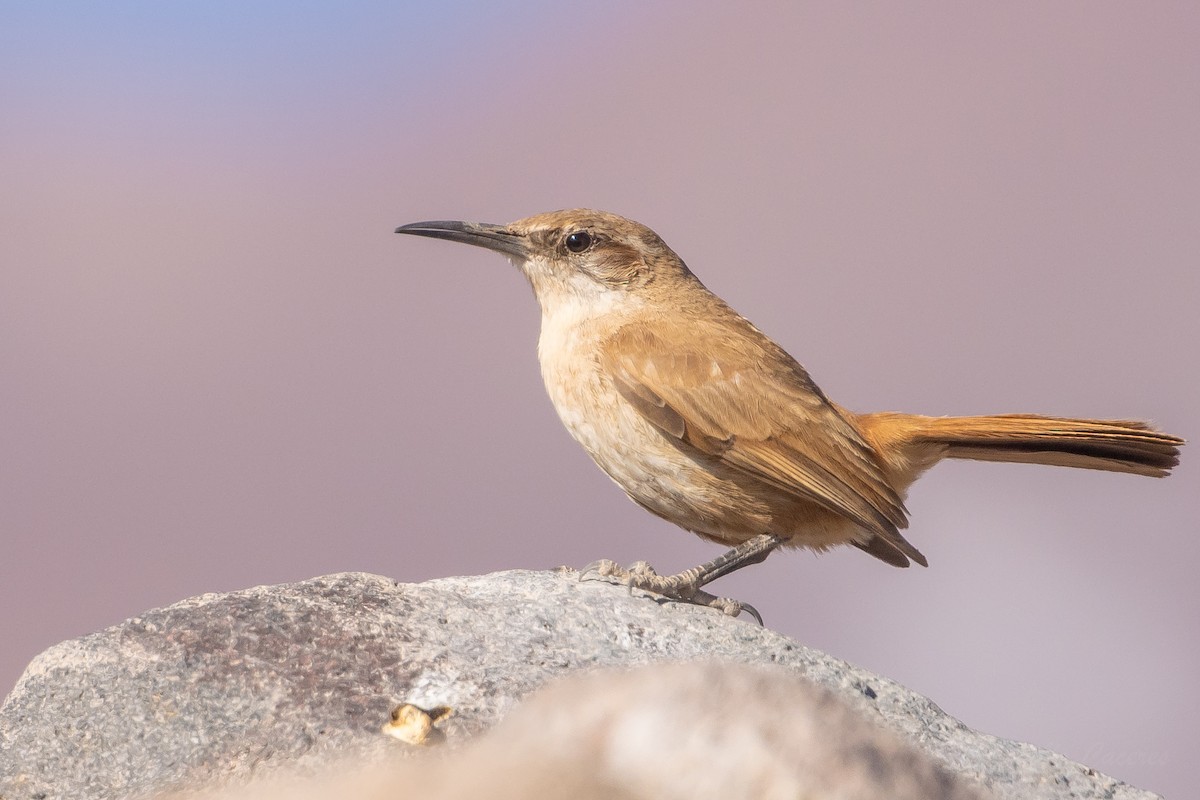 Straight-billed Earthcreeper - ML643676019
