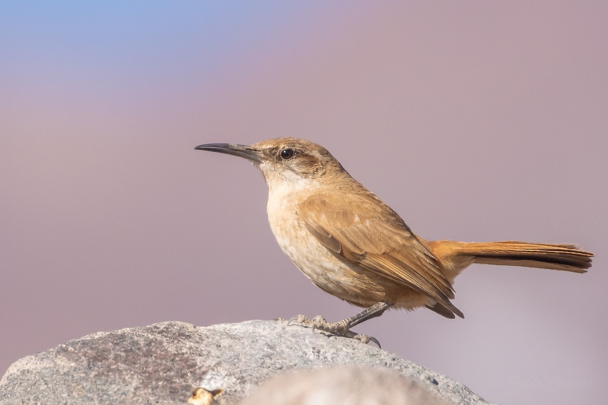 Straight-billed Earthcreeper - ML643676020