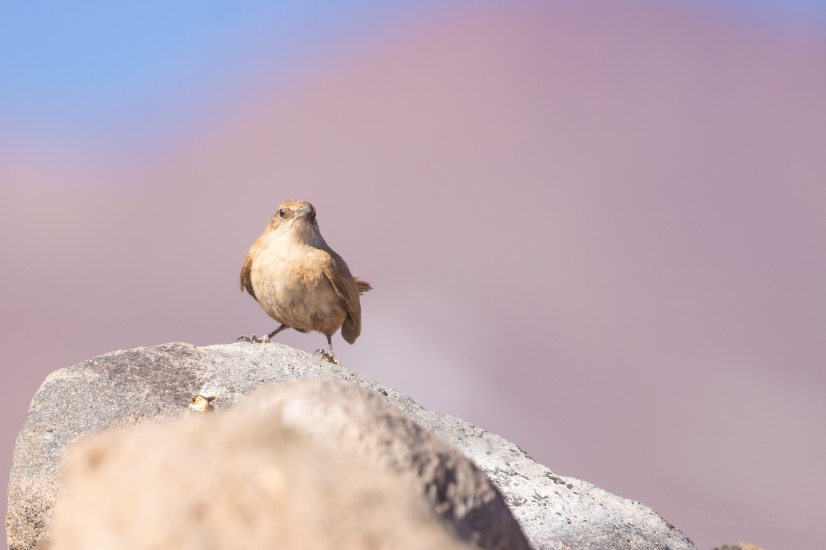 Straight-billed Earthcreeper - ML643676021