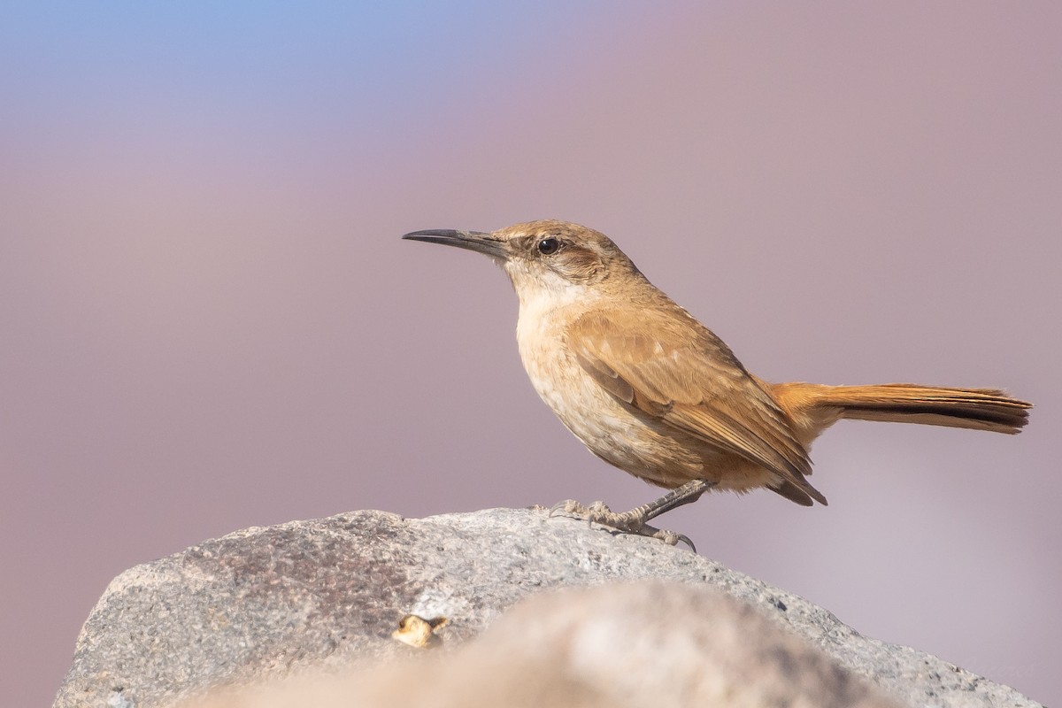Straight-billed Earthcreeper - ML643676022