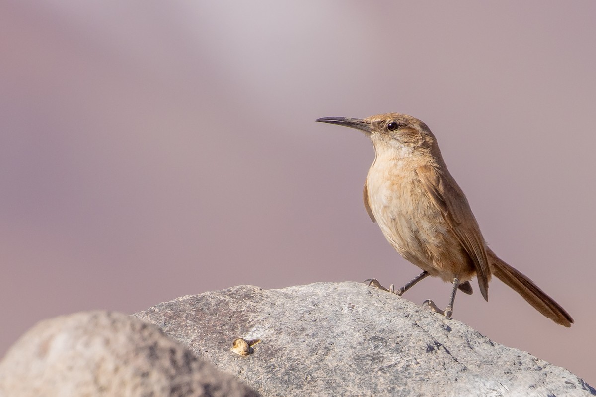Straight-billed Earthcreeper - ML643676023