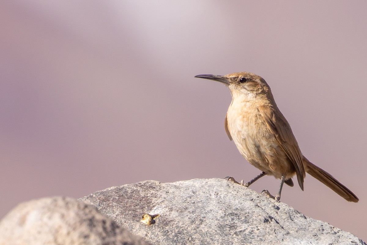 Straight-billed Earthcreeper - ML643676024