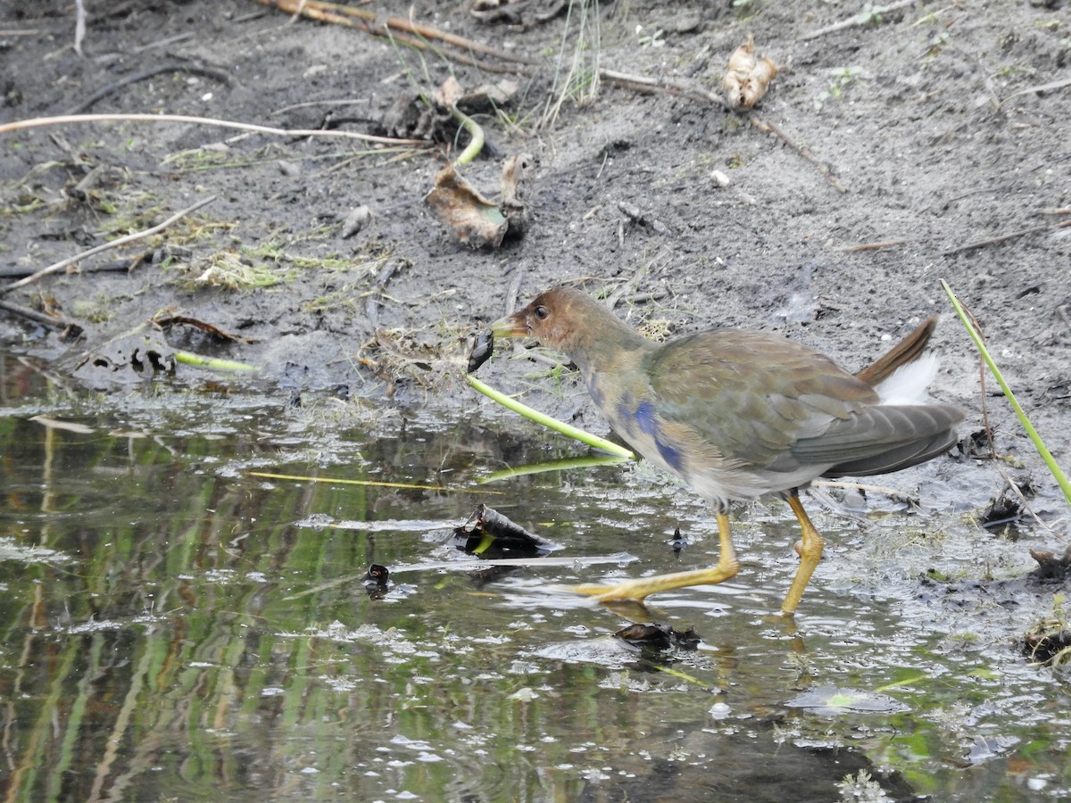 Purple Gallinule - ML643676025