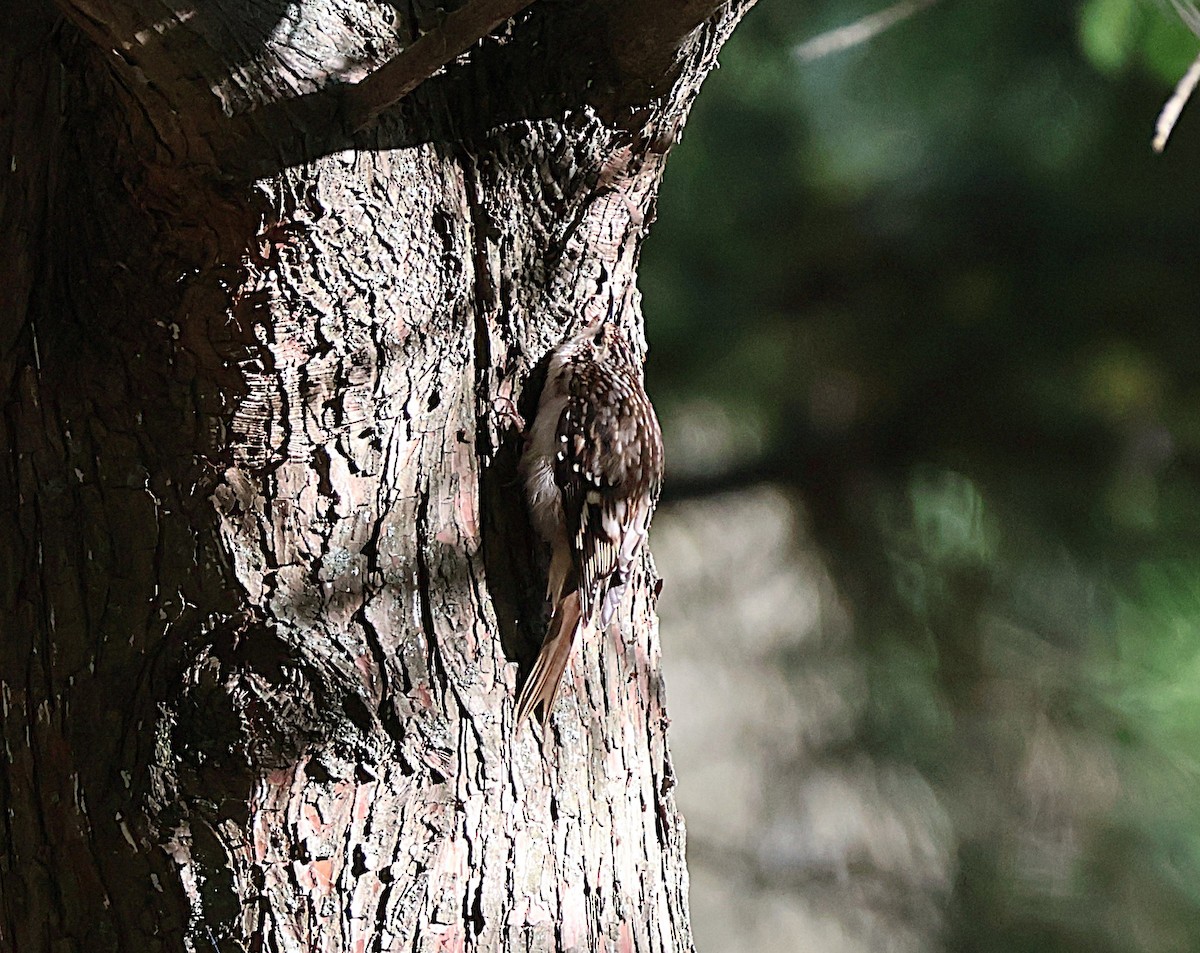 Brown Creeper - ML643676028
