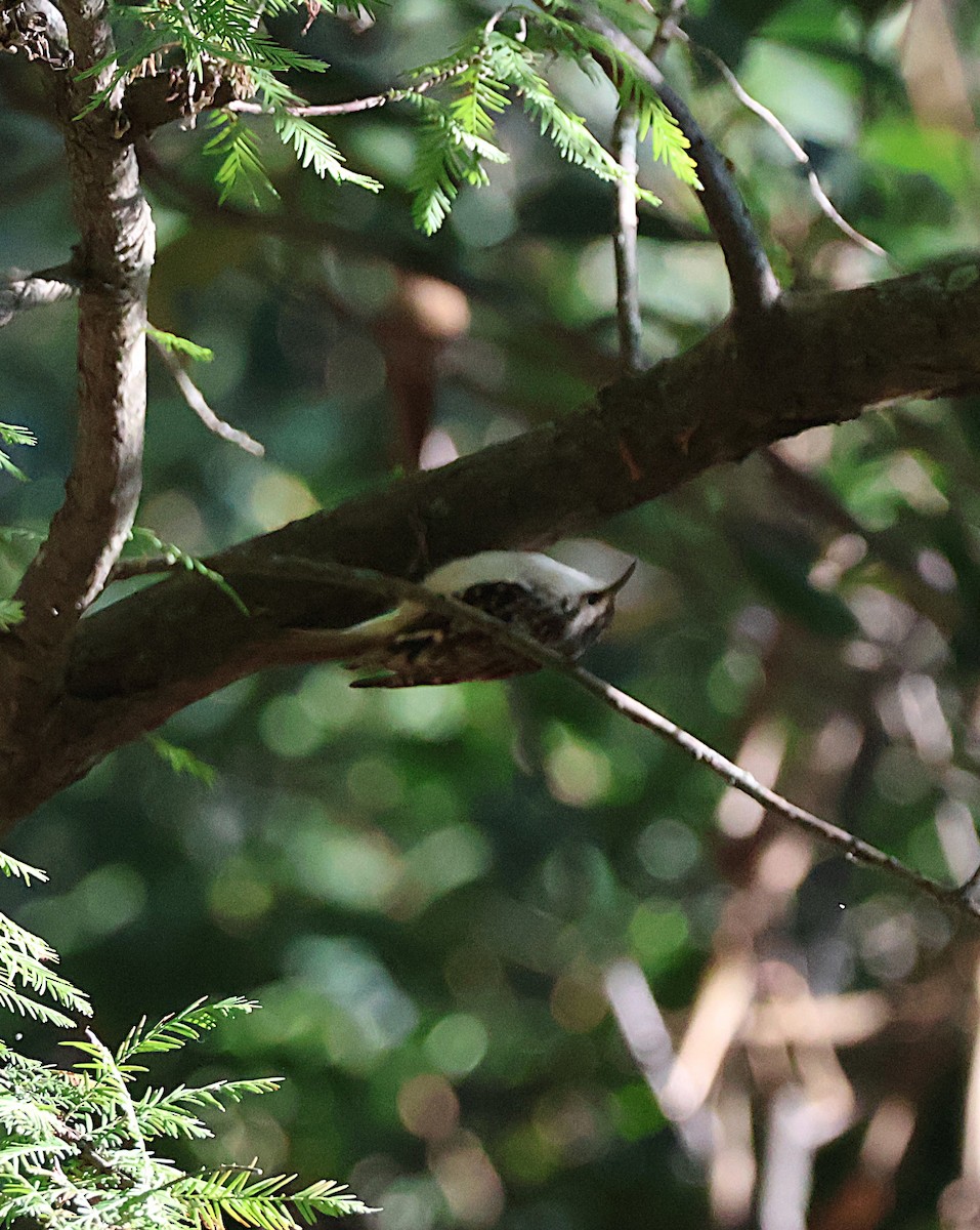 Brown Creeper - ML643676029