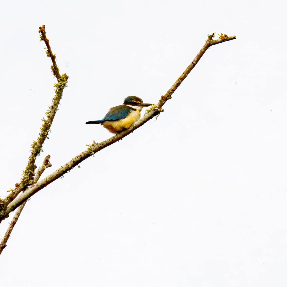 Sacred Kingfisher - ML643676034