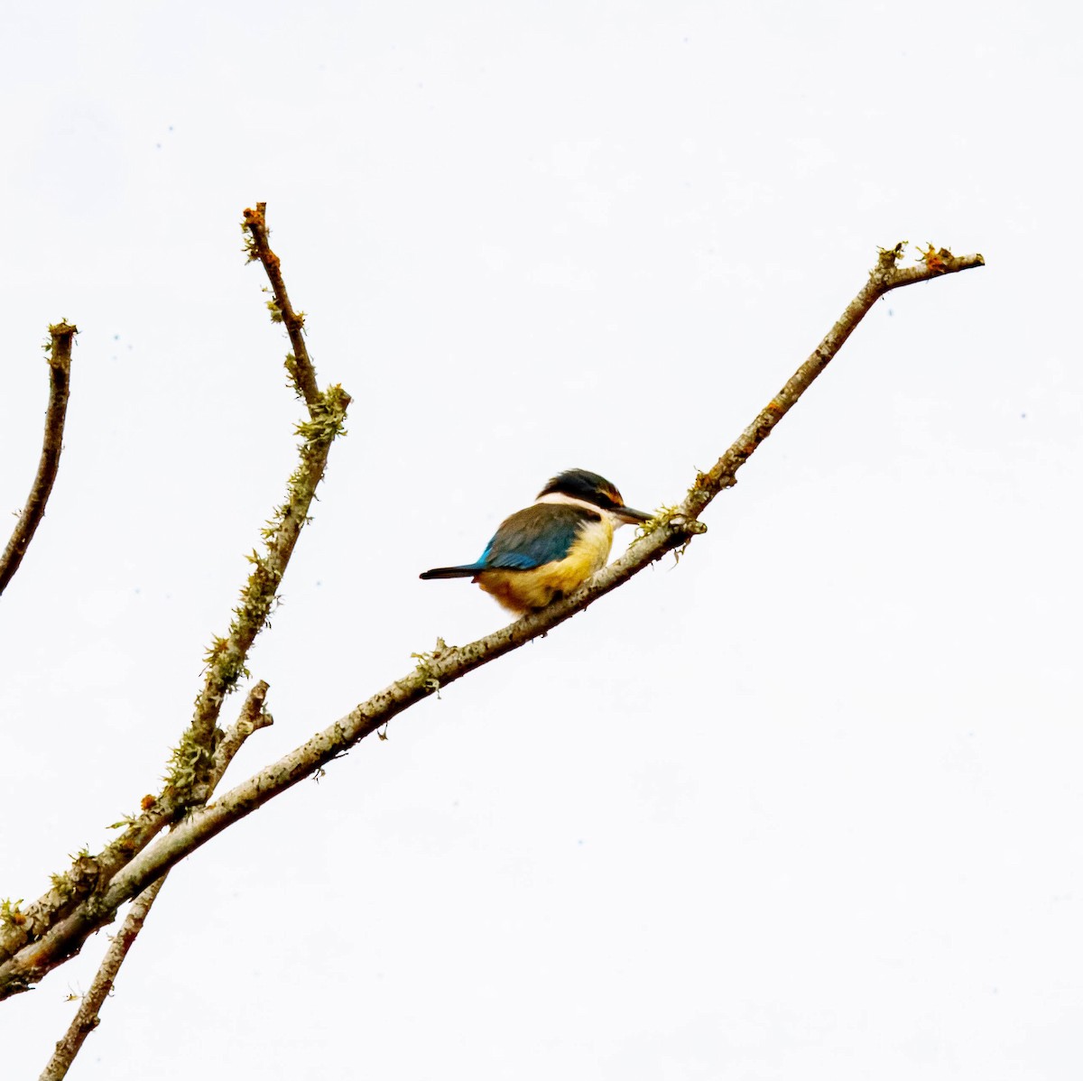Sacred Kingfisher - ML643676035