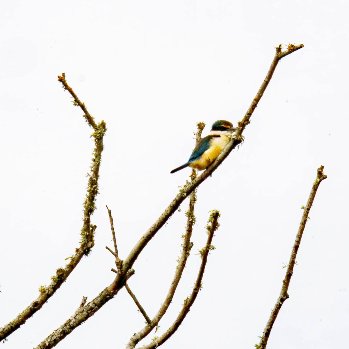 Sacred Kingfisher - ML643676036