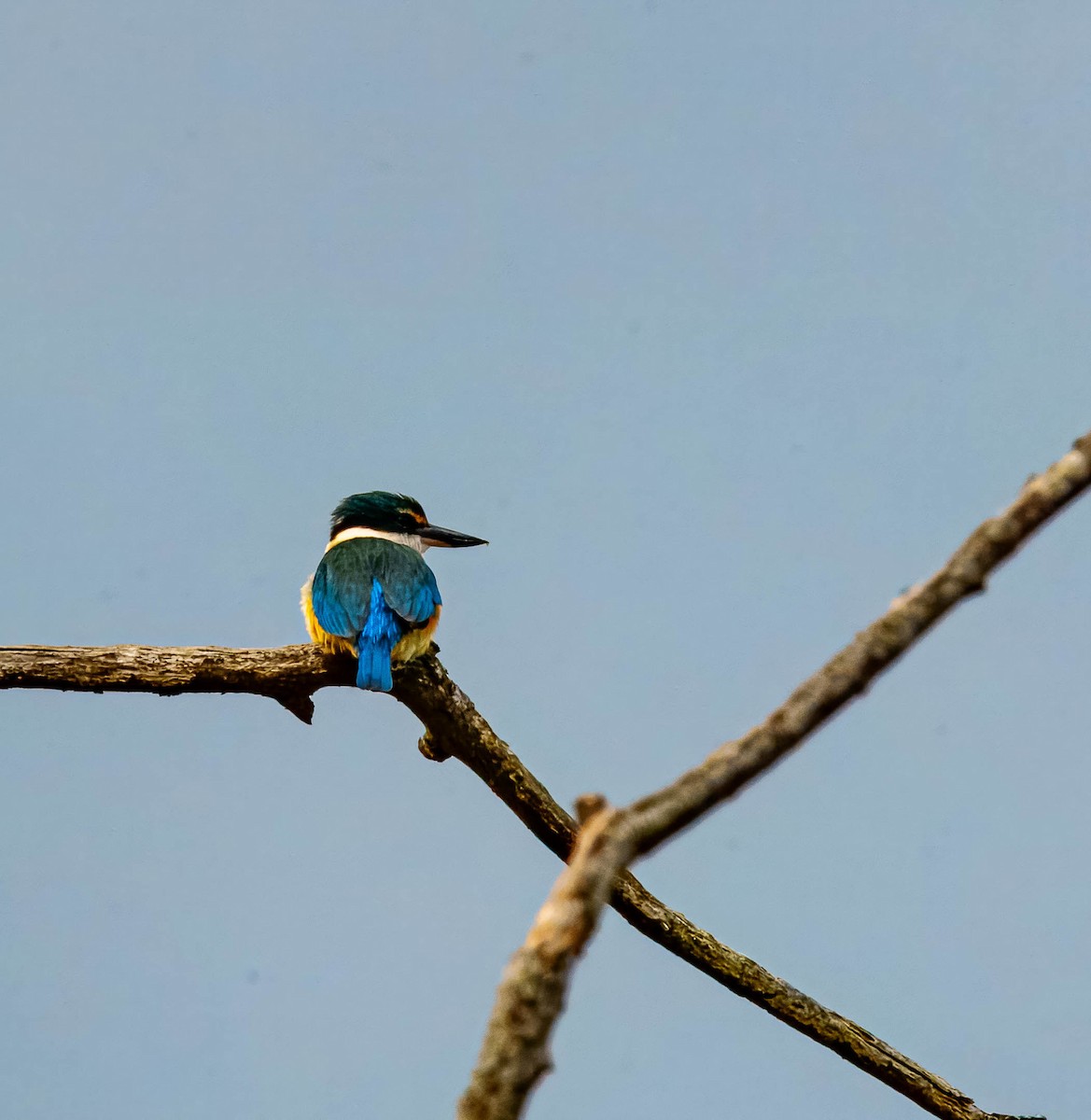 Sacred Kingfisher - ML643676037