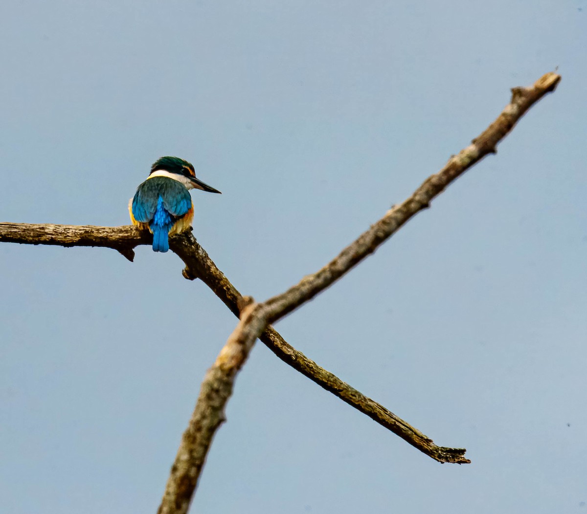Sacred Kingfisher - ML643676038