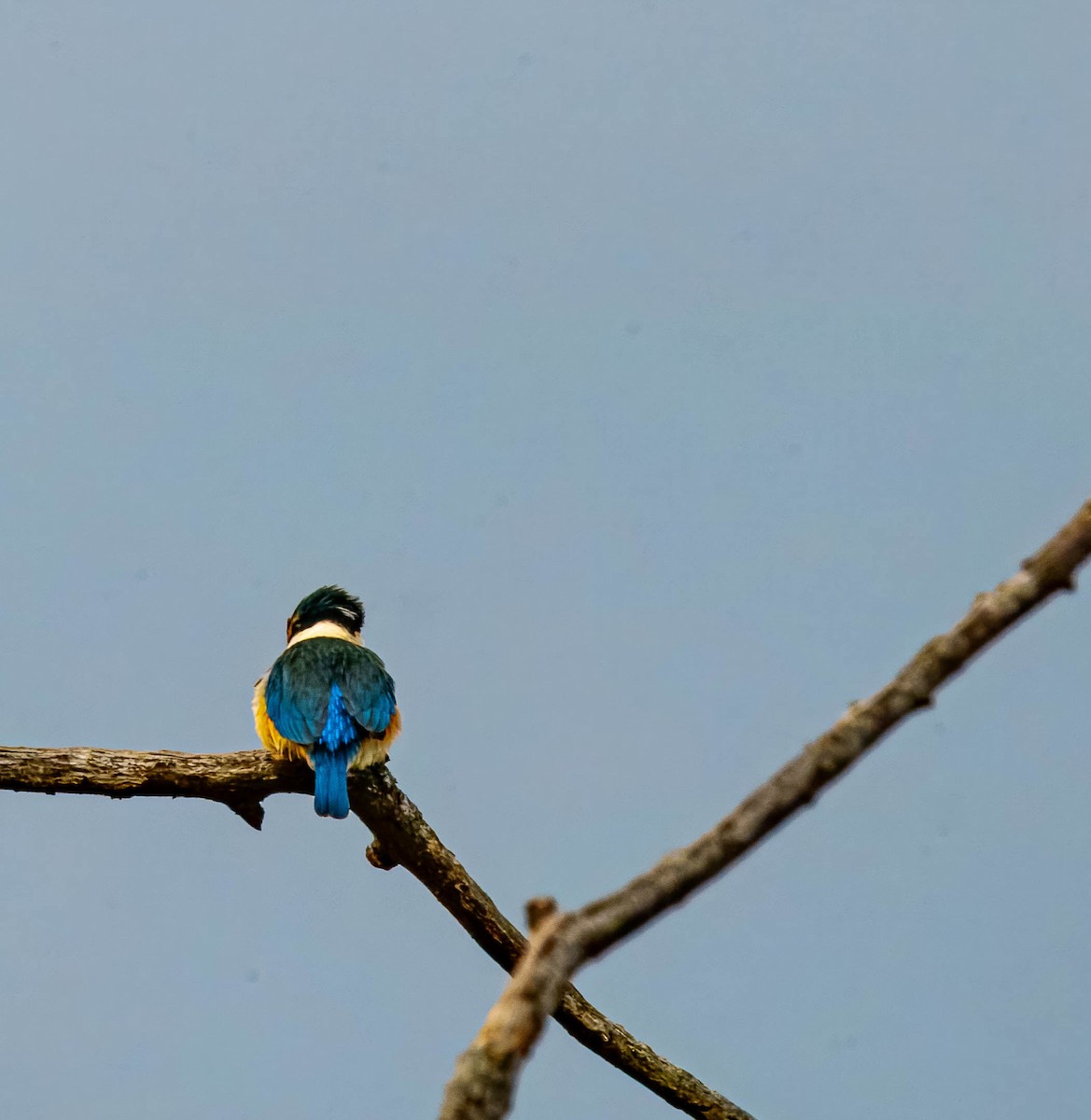 Sacred Kingfisher - ML643676039