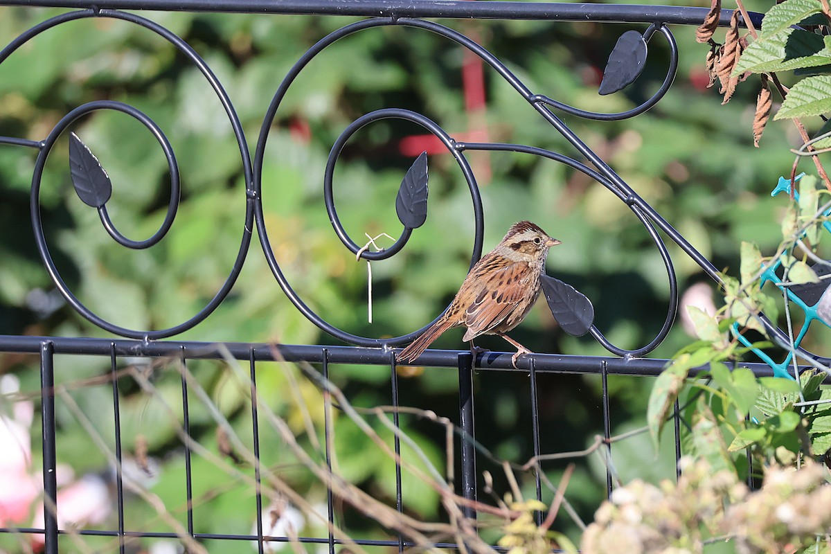 Swamp Sparrow - ML643676049