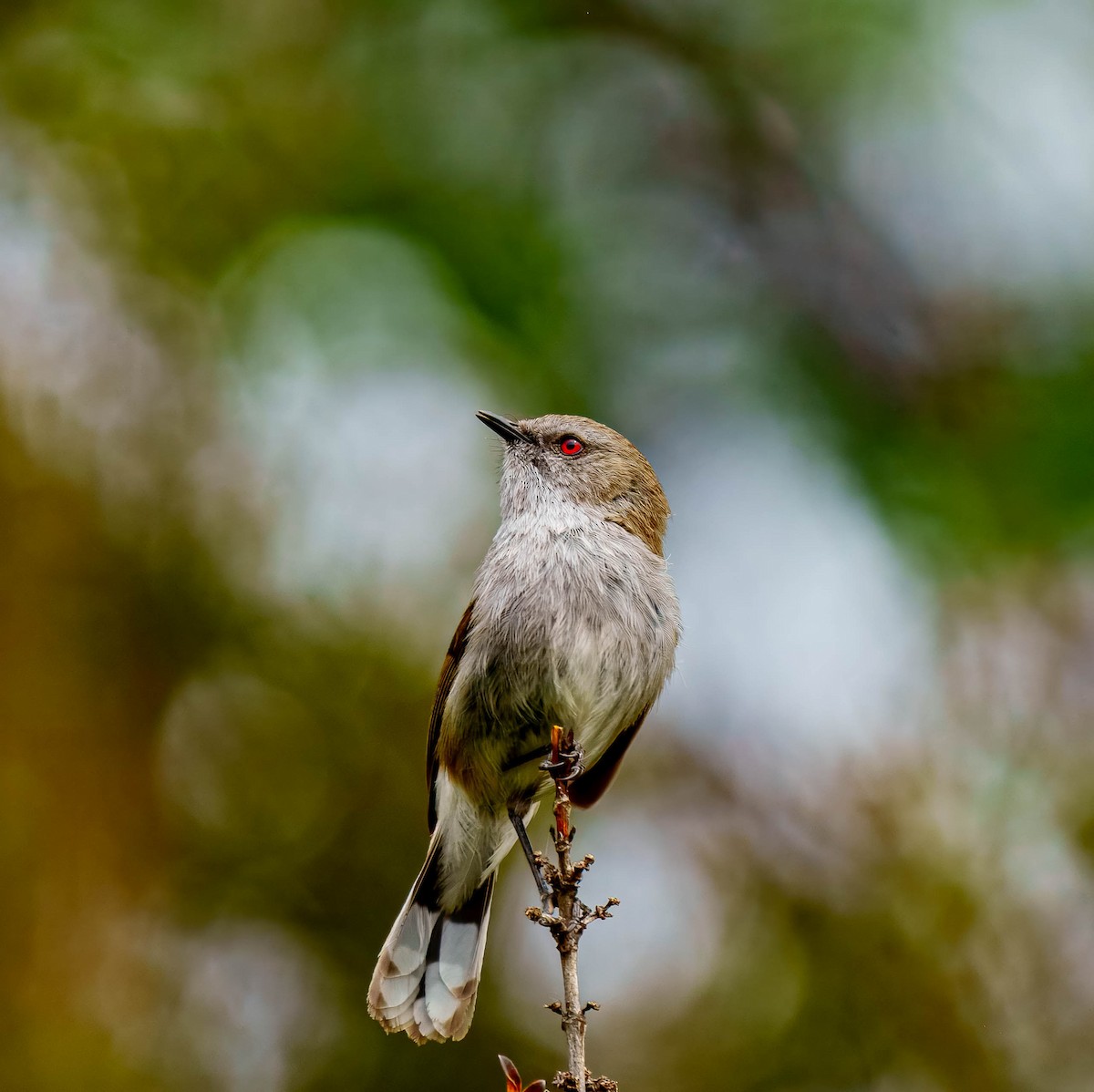 Gray Gerygone - ML643676056