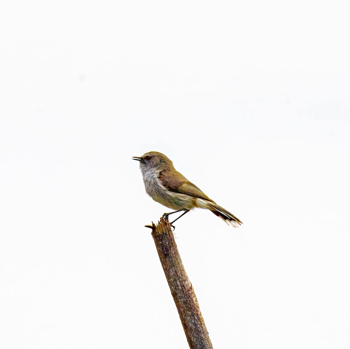 Gray Gerygone - ML643676057