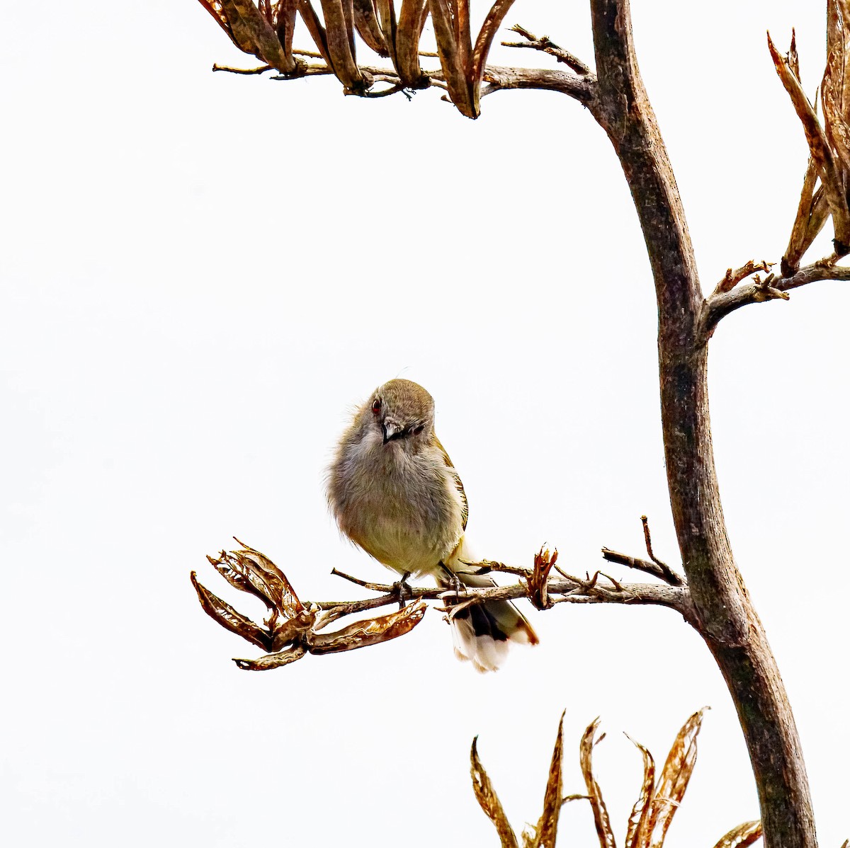 Gray Gerygone - ML643676058