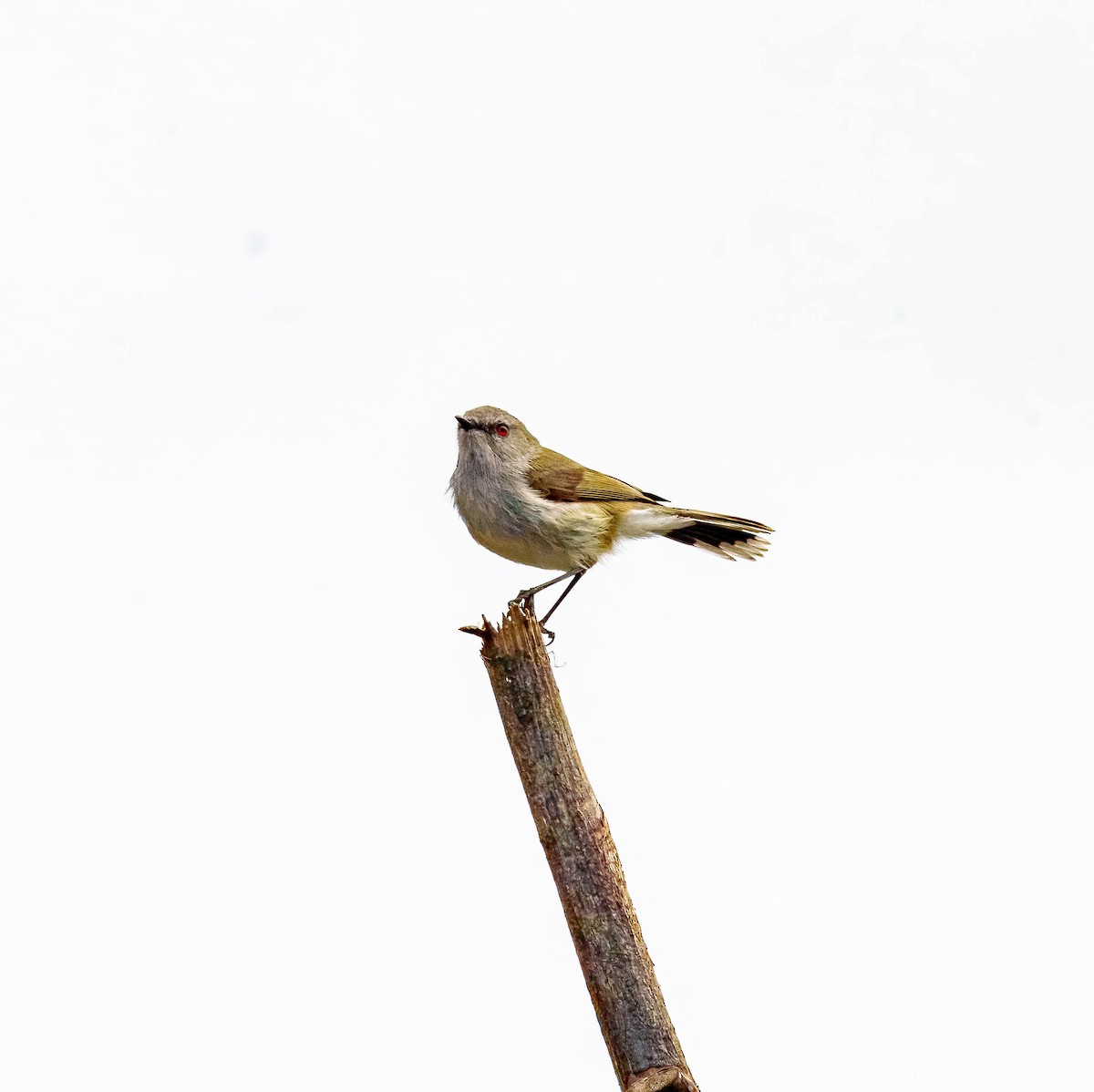 Gray Gerygone - ML643676059