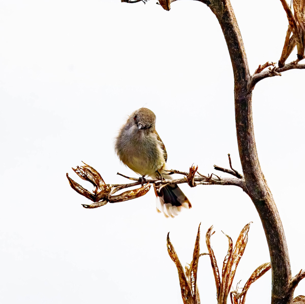 Gray Gerygone - ML643676060