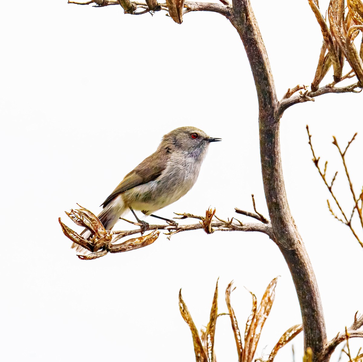 Gray Gerygone - ML643676061
