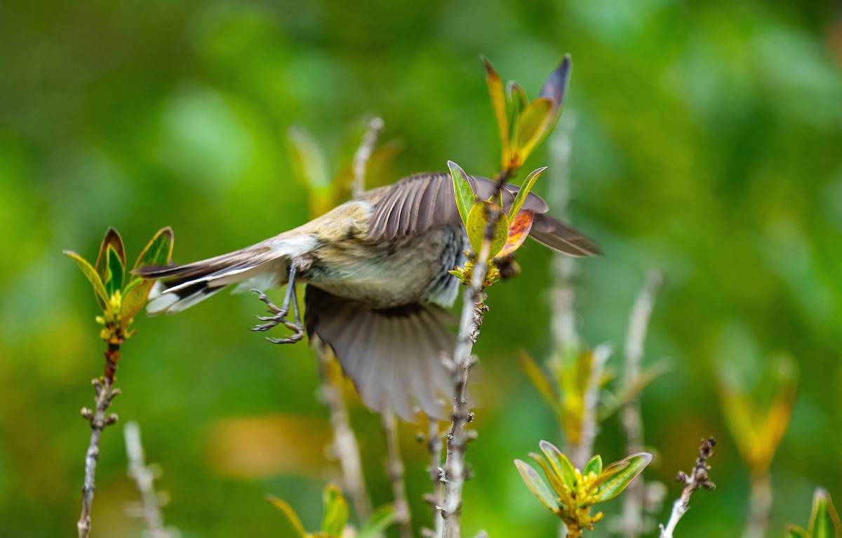 Gray Gerygone - ML643676062