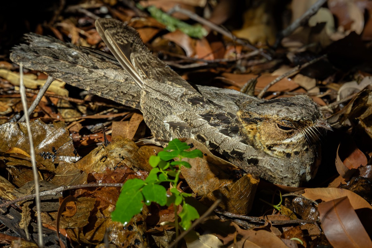 Large-tailed Nightjar - ML643676071